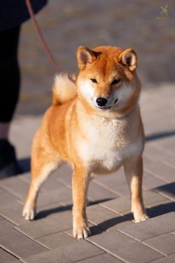 picture of dog