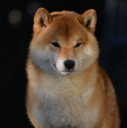 picture of dog