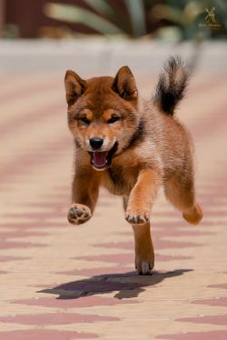 picture of dog