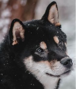 picture of dog