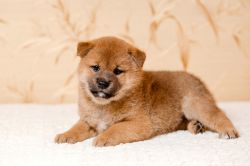 picture of dog