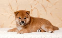 picture of dog