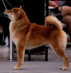 picture of dog