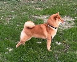picture of dog