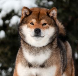 picture of dog