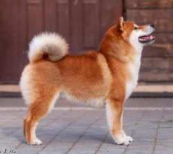picture of dog