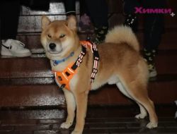 picture of dog