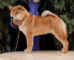 picture of dog