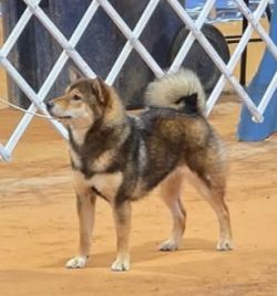 picture of dog