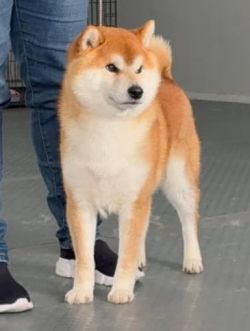 picture of dog