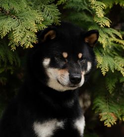picture of dog