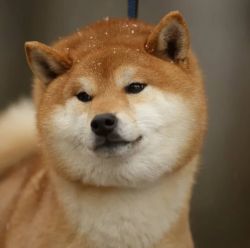 picture of dog
