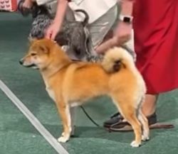 picture of dog