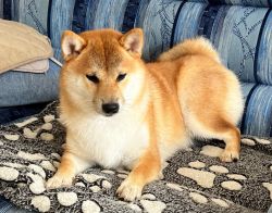 picture of dog