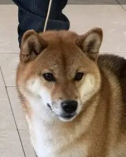 picture of dog