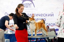 picture of dog