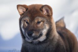 picture of dog
