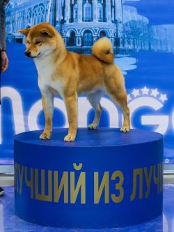 picture of dog