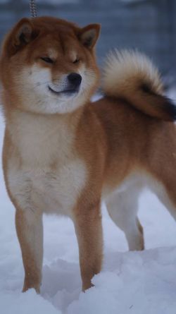 picture of dog