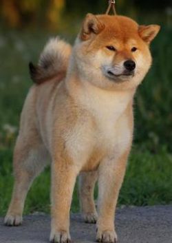 picture of dog