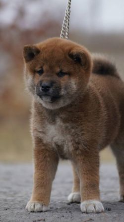 picture of dog