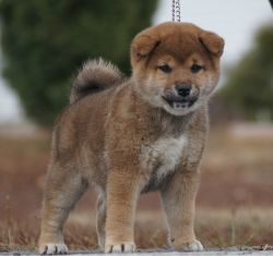 picture of dog