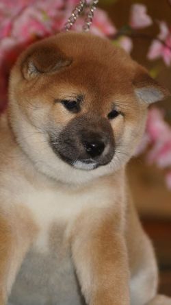 picture of dog
