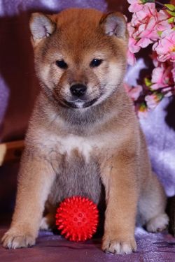 picture of dog