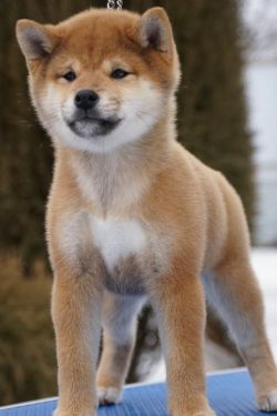 picture of dog
