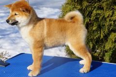 picture of dog