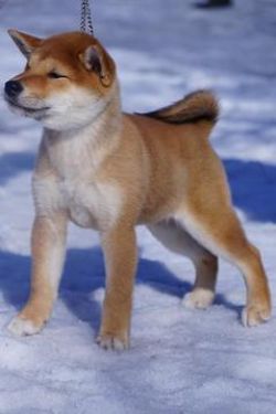 picture of dog