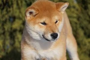 picture of dog