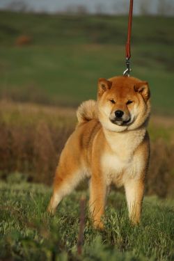 picture of dog