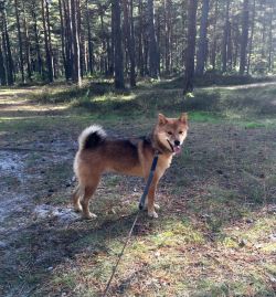 picture of dog