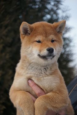 picture of dog