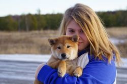 picture of dog