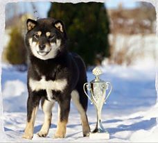 picture of dog