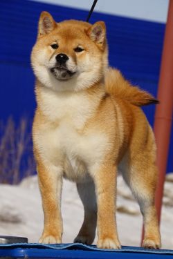 picture of dog