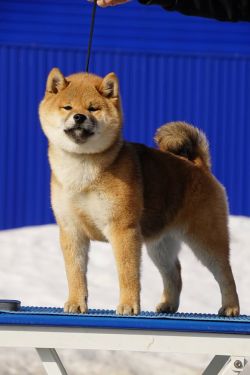 picture of dog