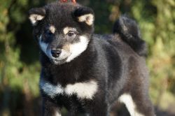 picture of dog