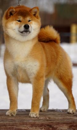 picture of dog