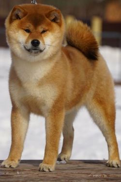 picture of dog
