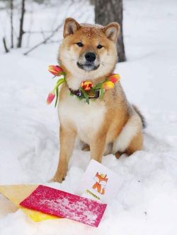 picture of dog