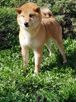 picture of dog