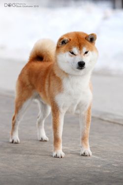 picture of dog