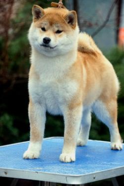 picture of dog