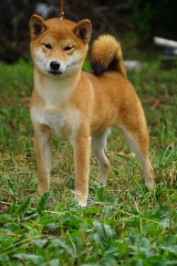 picture of dog