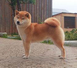 picture of dog