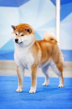 picture of dog