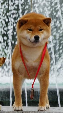 picture of dog